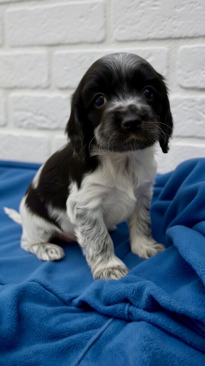 Walter